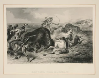 Die Büffeljagd