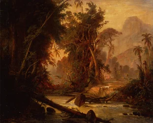 Ein tropischer Wald in Venezuela