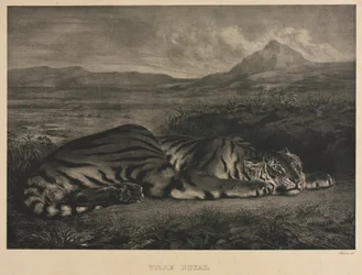 Königlicher Tiger