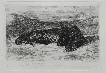 Tiger liegend in der Wüste