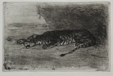Liegender Tiger am Eingang seiner Höhle