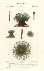 Mittelmeer-Schlangenhaar-Seeanemone, Anemonia sulcata