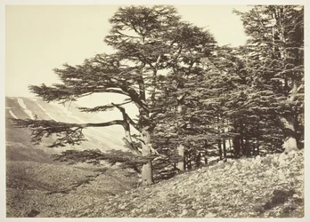 Zedern des Libanon, um 1870