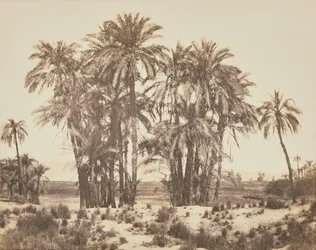 Hain von Dattelpalmen von Punkt A, Karnak