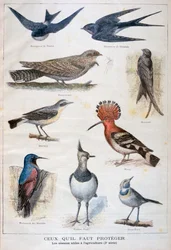 Vögel, die geschützt und in der Landwirtschaft nützlich sind