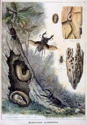 Schädliche Insekten
