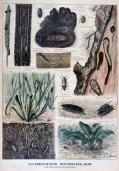 Insekten, die Pelzen schaden, 1897