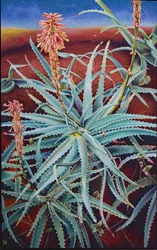 Aloe