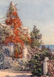 Bougainvillaea, Algier