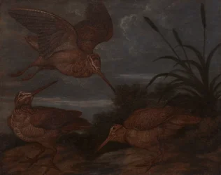 Waldschnepfe in der Abenddämmerung
