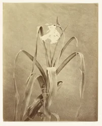 [Blumen]