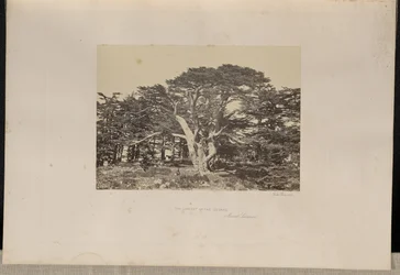 Der größte der Zedern, Berg Libanon