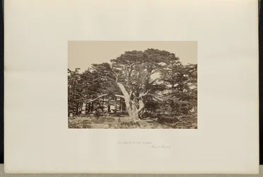 Der größte der Zedern, Berg Libanon