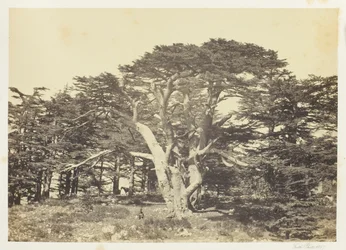 Der größte der Zedern, Berg Libanon