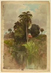 Studie von Palmen