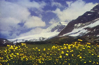 Trollius am Simplonpass