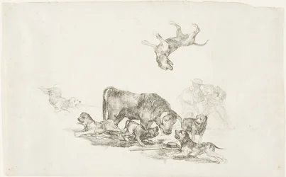 Stier von Hunden angegriffen