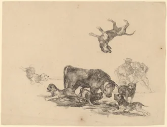 Stier von Hunden angegriffen