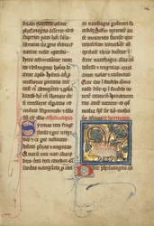 Ein Igel aus einem Bestiarium Ms Ludwig XV 4, fol. 82, ca. 1280-1300