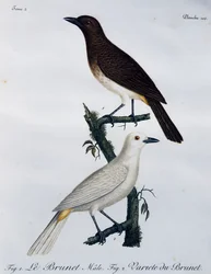 Afrikanische Rotaugen-Bulbul (Pycnonotus nigricans), Gravur aus Histoire Naturelle des Oiseaux d