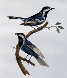 Aschmeise (Parus cinerascens), Gravur aus Histoire Naturelle des Oiseaux d