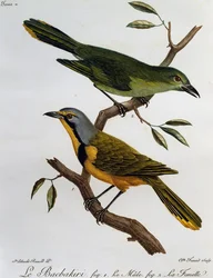 Bokmakierie-Buschschrecke (Telophorus zeylonus), Gravur aus Histoire Naturelle des Oiseaux d