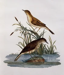 Cagueteuse und Lisabelle, Gravur aus Histoire Naturelle des Oiseaux d