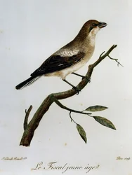 Schwarzrückenwürger (Lanius collaris), Stich aus Histoire Naturelle des Oiseaux d