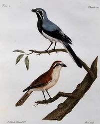 Le Pendeur und le Rousseau, Gravur aus Histoire Naturelle des Oiseaux d