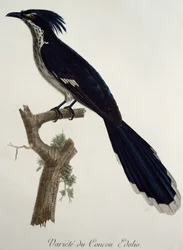 Levaillants Kuckuck (Clamator levaillantii), Gravur aus Histoire Naturelle des Oiseaux d