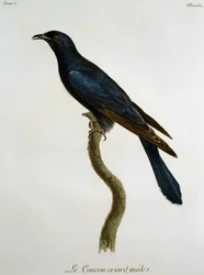 Männlicher Schwarzkuckuck (Cuculus clamosus), Stich aus Histoire Naturelle des Oiseaux d