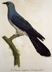 Männlicher eurasischer Kuckuck (Cuculus canorus), Gravur aus Histoire Naturelle des Oiseaux d