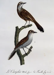 Männchen und Weibchen des Karoo-Buschsängers (Cercotrichas coryphoeus), Stich aus Histoire Naturelle des Oiseaux d