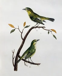 Männchen und Weibchen des Blassaugen (Zosterops pallidus), Gravur aus Histoire Naturelle des Oiseaux d