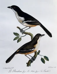 Männchen und Weibchen des Südlichen Boubou (Laniarius ferrugineus), Gravur aus Histoire Naturelle des Oiseaux d