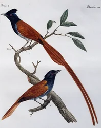 Männchen und Weibchen des Grauschnäppers (Muscicapa striata), Gravur aus Histoire Naturelle des Oiseaux d