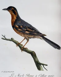 Rotkehlchen mit schwarzem Kragen, Gravur aus Histoire Naturelle des Oiseaux d