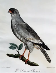 Blasschanting-Goshawk (Melierax canorus), Gravur aus Histoire Naturelle des Oiseaux d