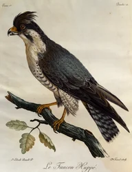 Wanderfalke (Falco peregrinus), Stich aus Histoire Naturelle des Oiseaux d