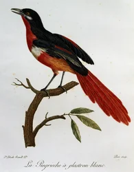 Piegriche plastron blanc (Lanius mystacus), Stich aus Histoire Naturelle des Oiseaux d