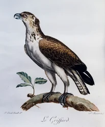 Kurzzehen-Schlangenadler (Circaetus gallicus), Stich aus Histoire Naturelle des Oiseaux d