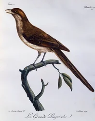 Gelbschnabelwürger (Corvinella corvina), Gravur aus Histoire Naturelle des Oiseaux d