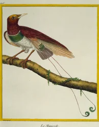Königs-Paradiesvogel (Cicinnurus regius), aus der Histoire naturelle des oiseaux