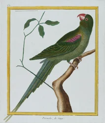 Perruche, de Gingi, ca. 1770-86