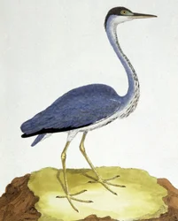 Der Reiher