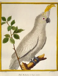Gelbhaubenkakadu (Cacatua sulphurea), aus Histoire naturelle des oiseaux