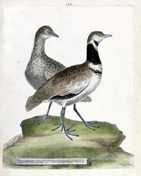 Zoologische Tafel (Ornithologie): Kleine Trappe (Tetrax tetrax) vorne und Weibchen hinten. Illustration in „Die Geschichte der Vögel“ von Francois Nicolas Martinet (1731-1800).