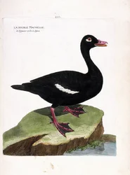 Zoologische Tafel (Ornithologie): Der Samtente (Melanitta fusca). Illustration in „Die Geschichte der Vögel, gemalt in ihren erscheinenden und empfindlichen Aspekten“ von Francois Nicolas Martinet (1731-1800). Private Sammlung.
