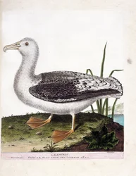 Zoologische Tafel (Ornithologie): Albatros (Heuler-Albatros oder Diomedea exulans). Illustration in „Die Geschichte der Vögel, gemalt in ihren erscheinenden und empfindlichen Aspekten“ von Francois Nicolas Martinet (1731-1800).