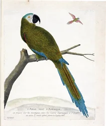 Zoologische Tafel (Ornithologie): Amerikanische grüne Aras (Ara vert oder Ara severa) auf einem Ast. Illustration in „Die Geschichte der Vögel, gemalt in ihren erscheinenden und empfindlichen Aspekten“ von Francois Nicolas Martinet (1731-1800). Private Sam